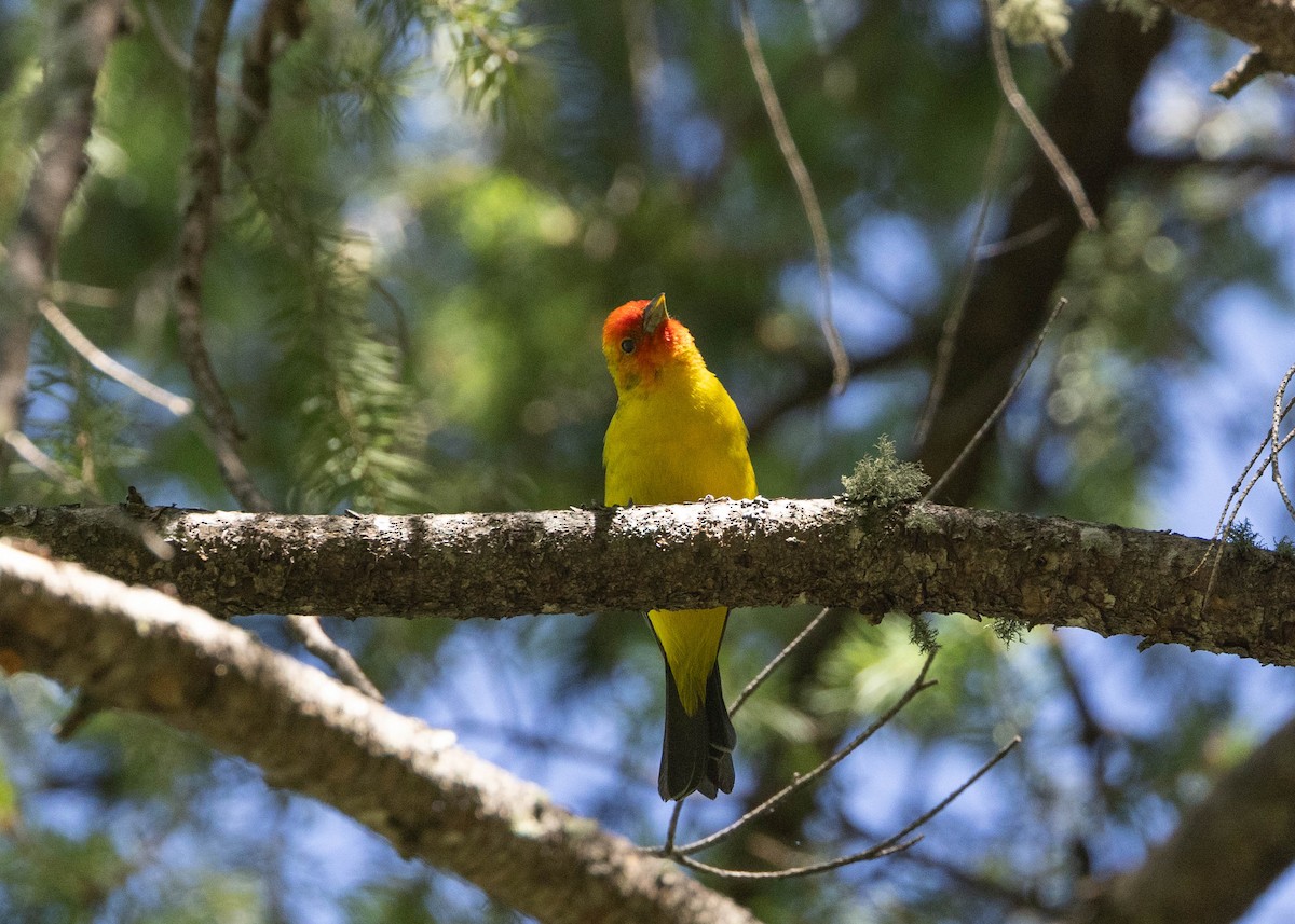 Western Tanager - ML620015309