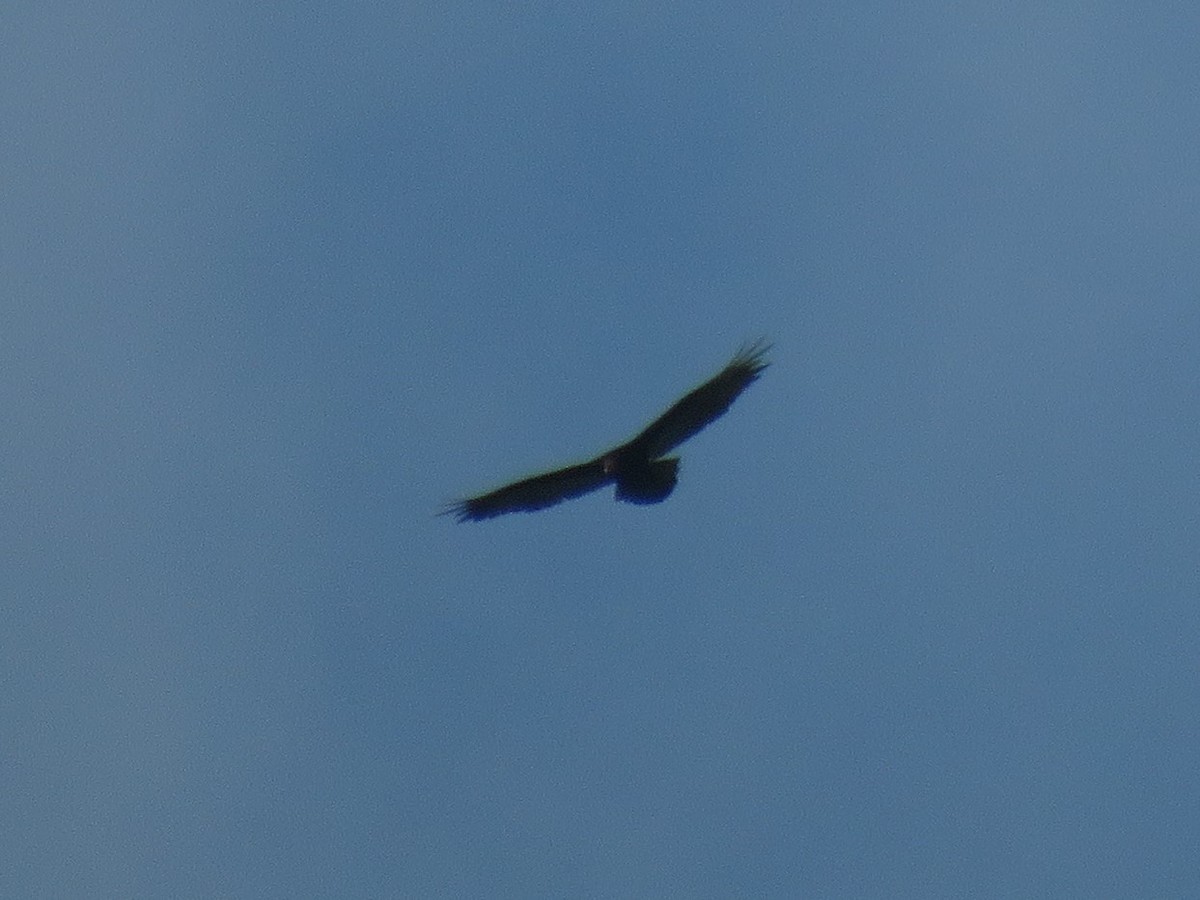 Turkey Vulture - ML620015317