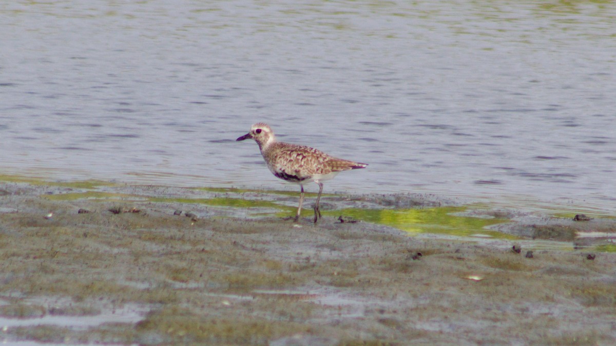 Black-bellied Plover - ML620015329