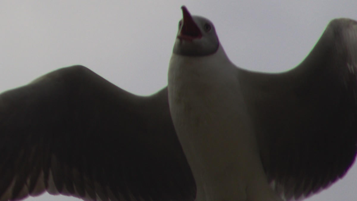 Gray-hooded Gull - ML620015337