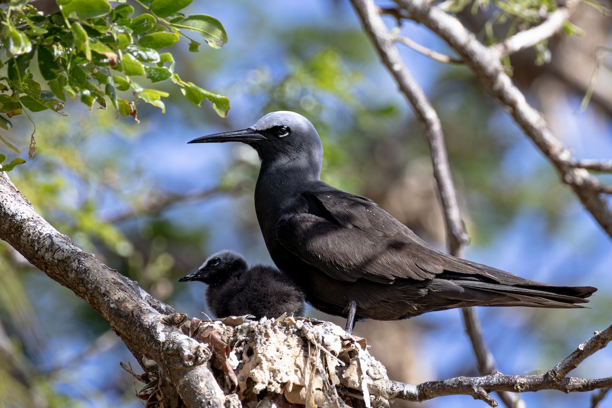 Black Noddy - ML620015356