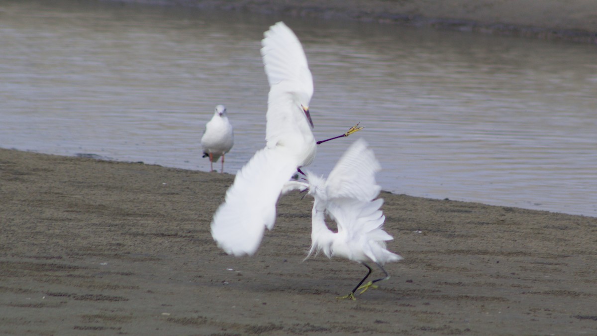 Snowy Egret - ML620015358