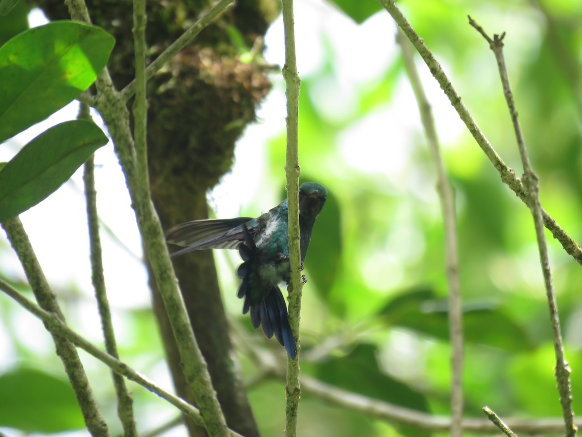 kolibřík portorický - ML620015367