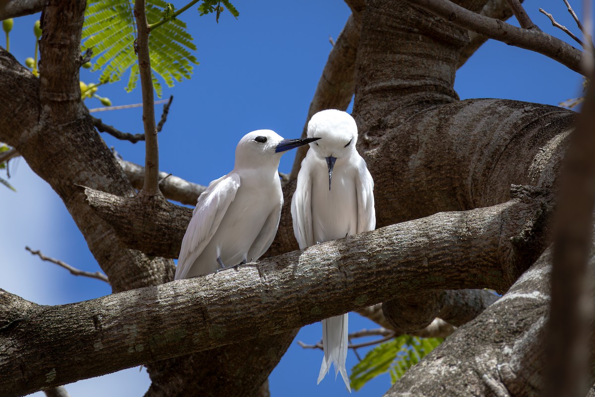 White Tern - ML620015377