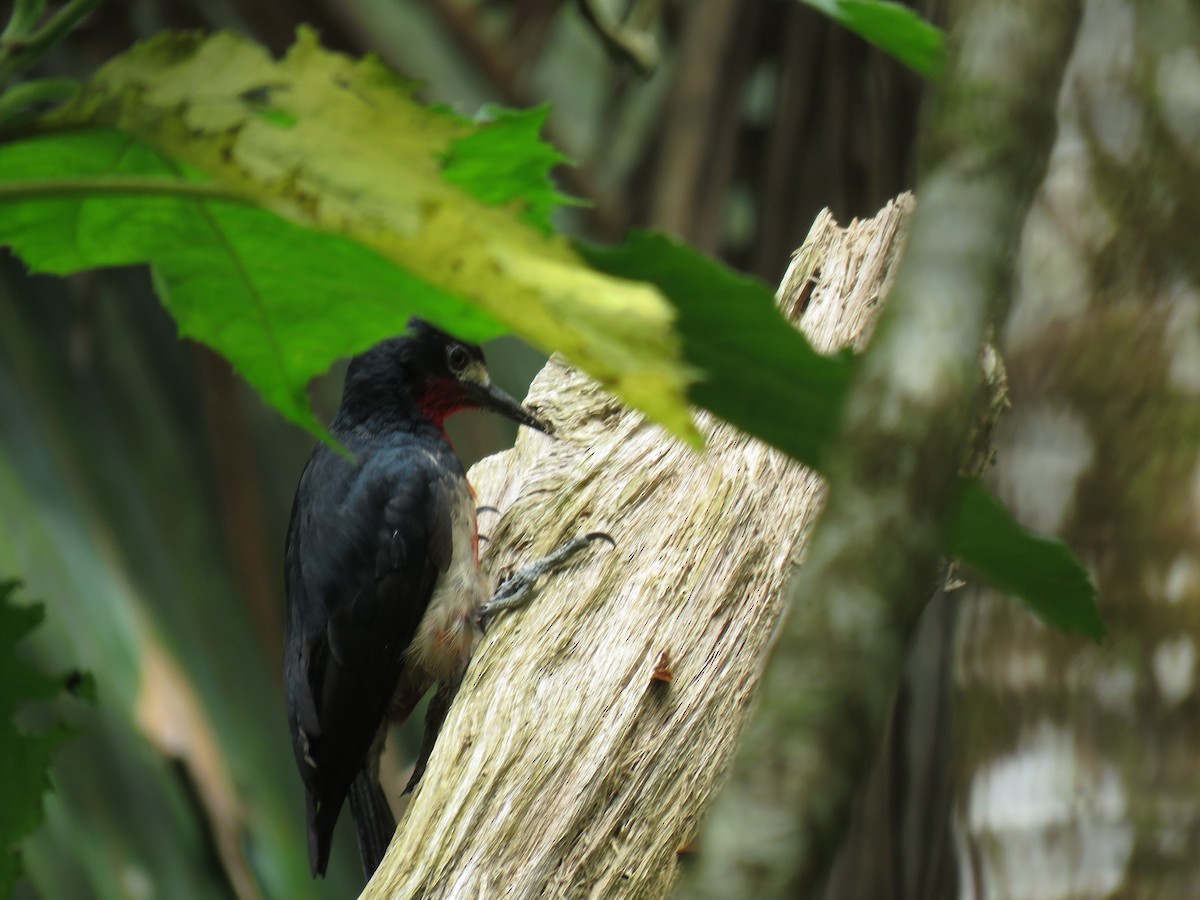 Puerto Rican Woodpecker - ML620015381
