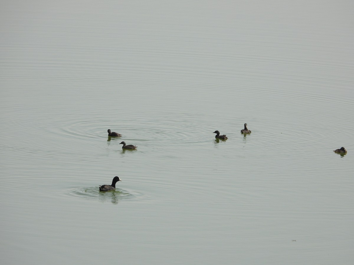 Least Grebe - ML620015382