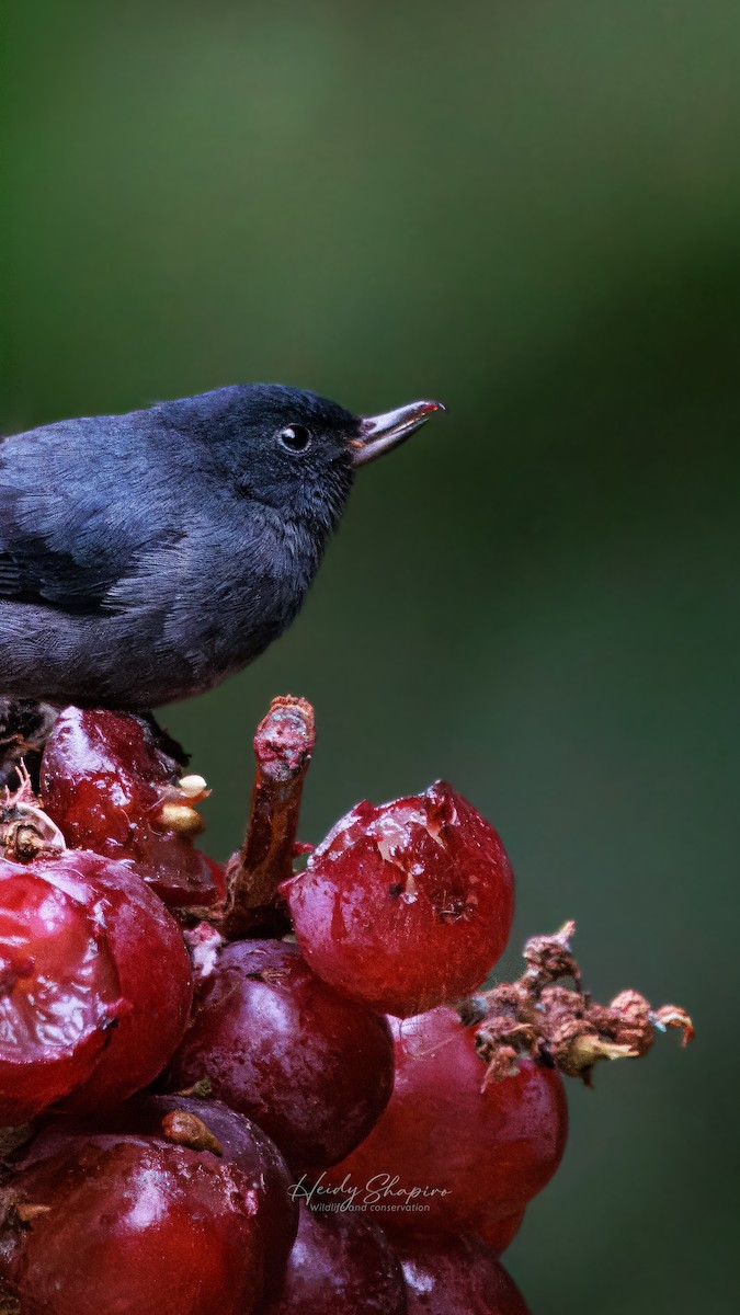Slaty Flowerpiercer - ML620015383