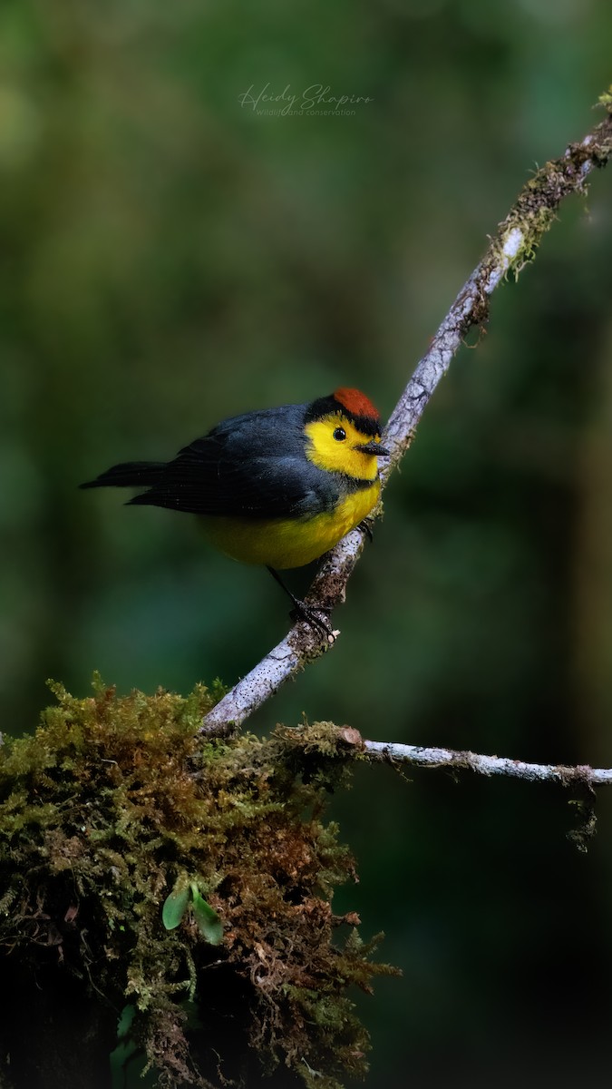 Collared Redstart - ML620015391