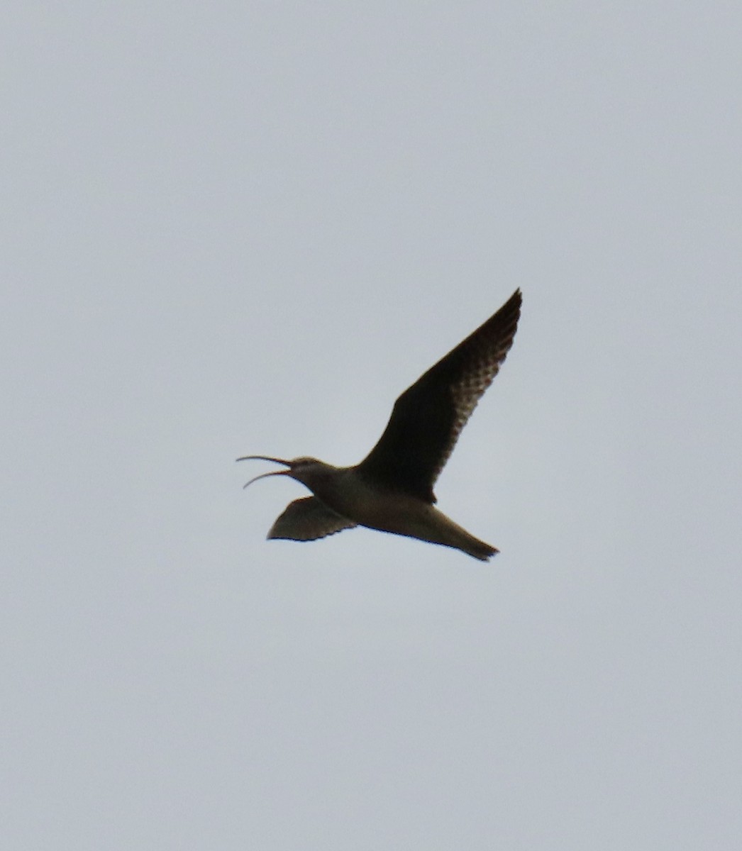 Bristle-thighed Curlew - ML620015394
