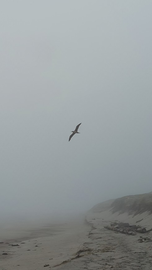 Red-footed Booby - ML620015395