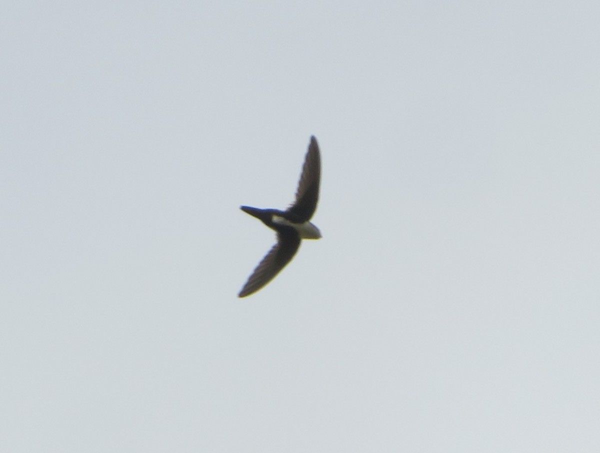 White-throated Swift - ML620015398