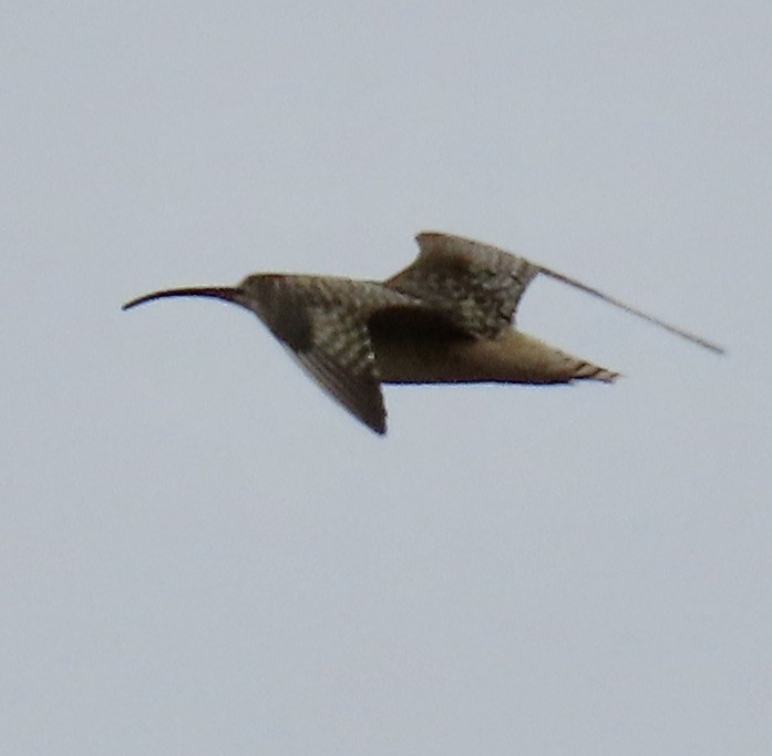 Bristle-thighed Curlew - ML620015401