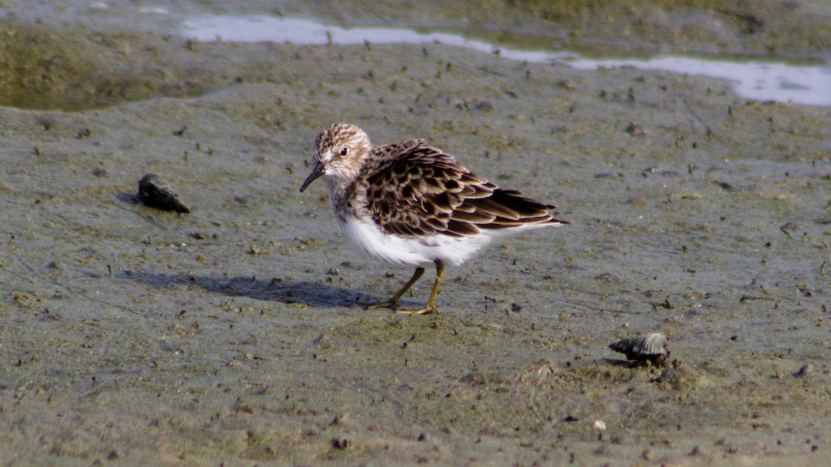 Least Sandpiper - ML620015403