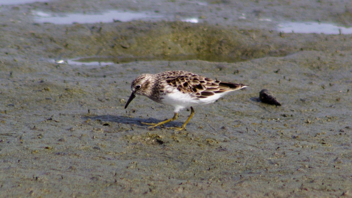 Gambecchio americano - ML620015405