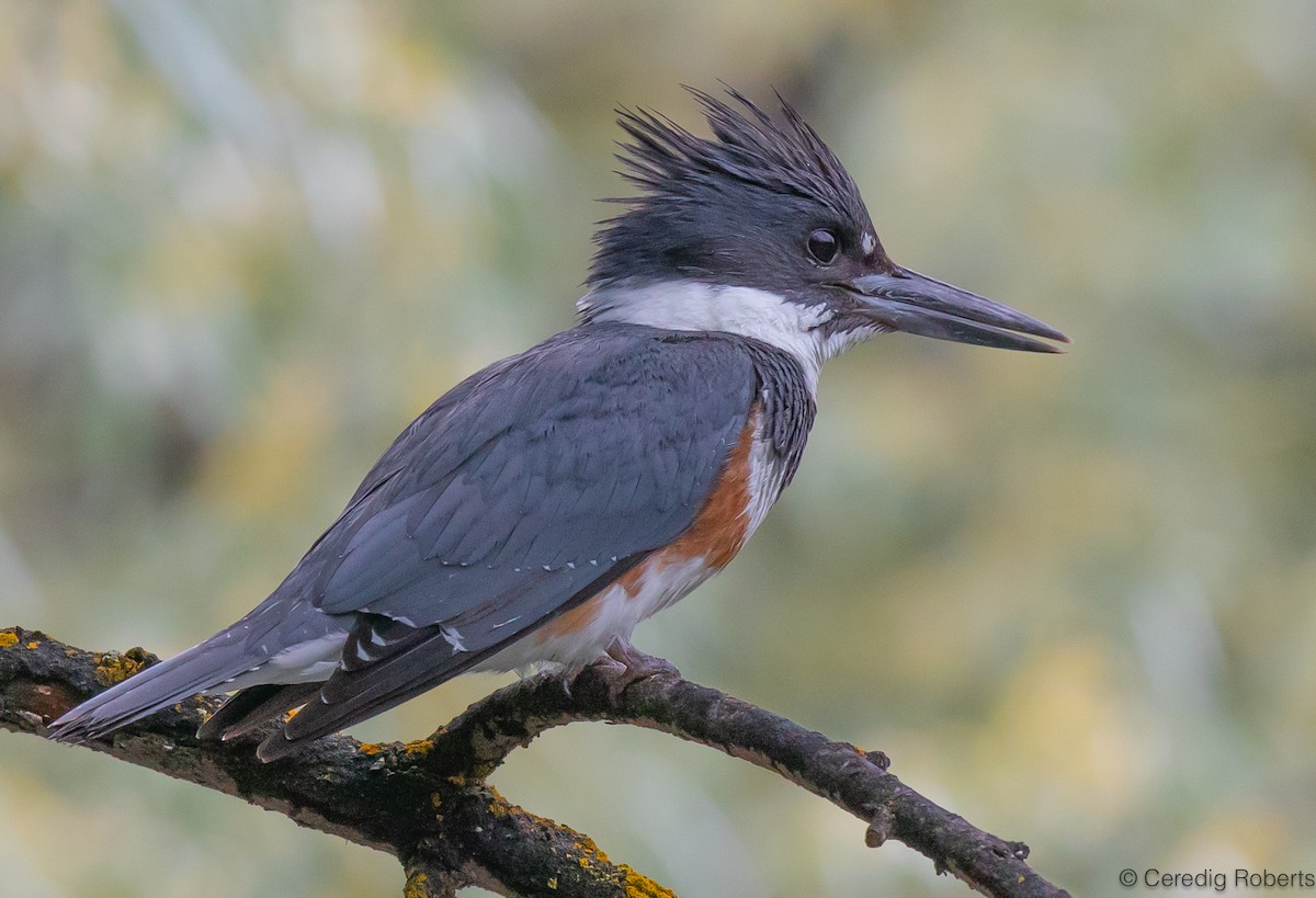 Belted Kingfisher - ML620015407