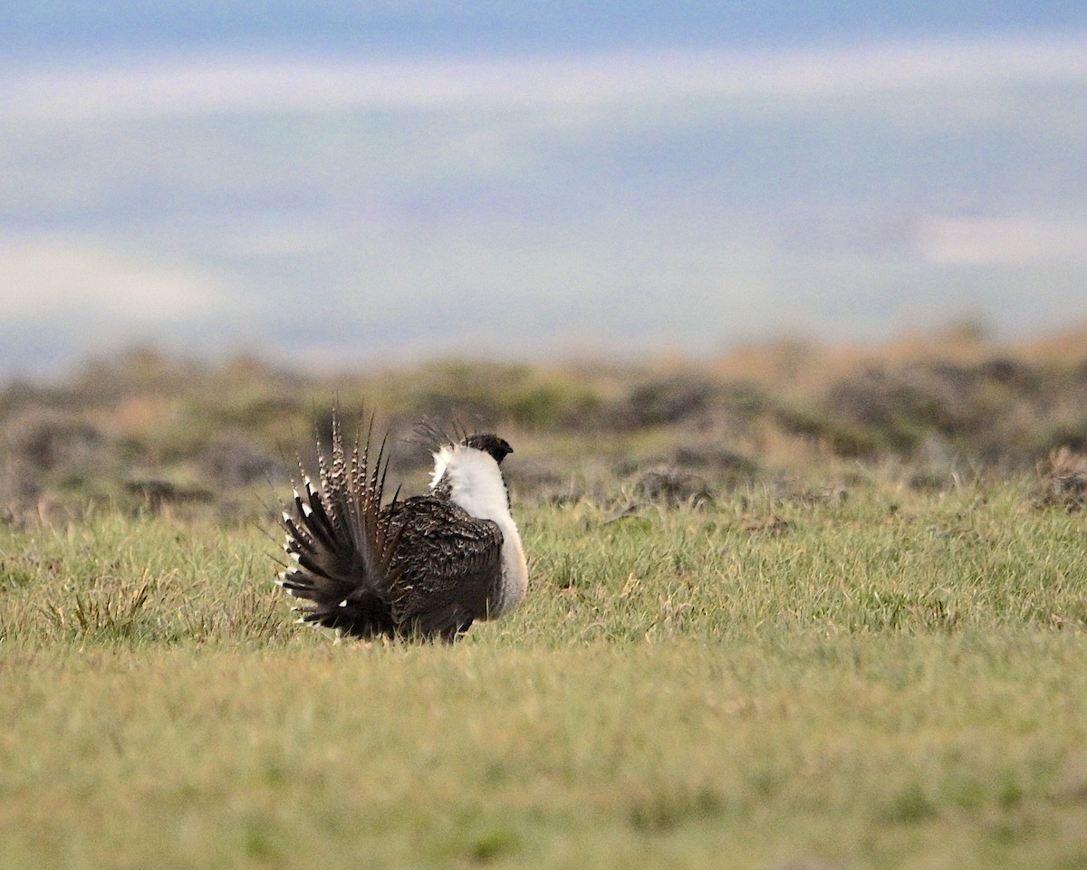 Greater Sage-Grouse - ML620015410
