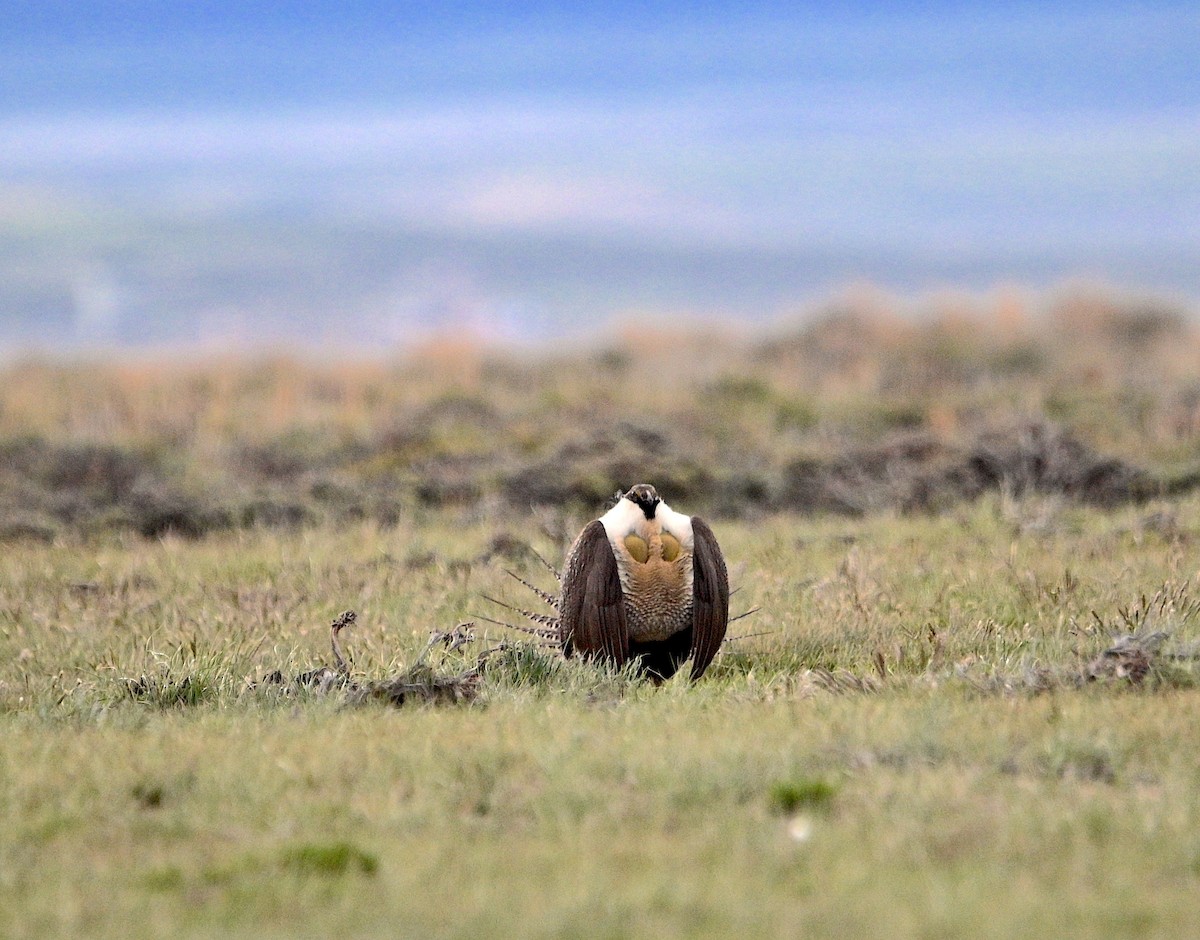 Greater Sage-Grouse - ML620015411