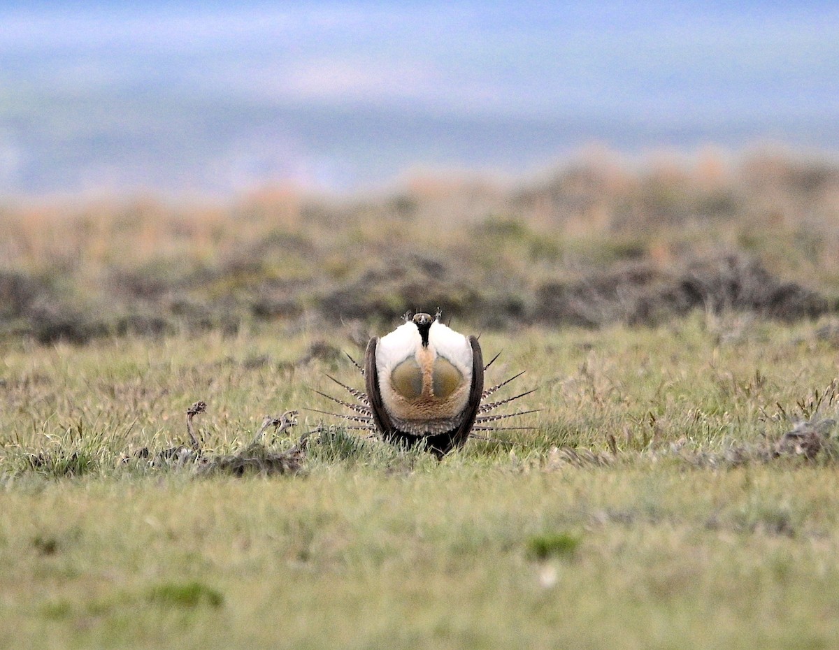 Greater Sage-Grouse - ML620015413