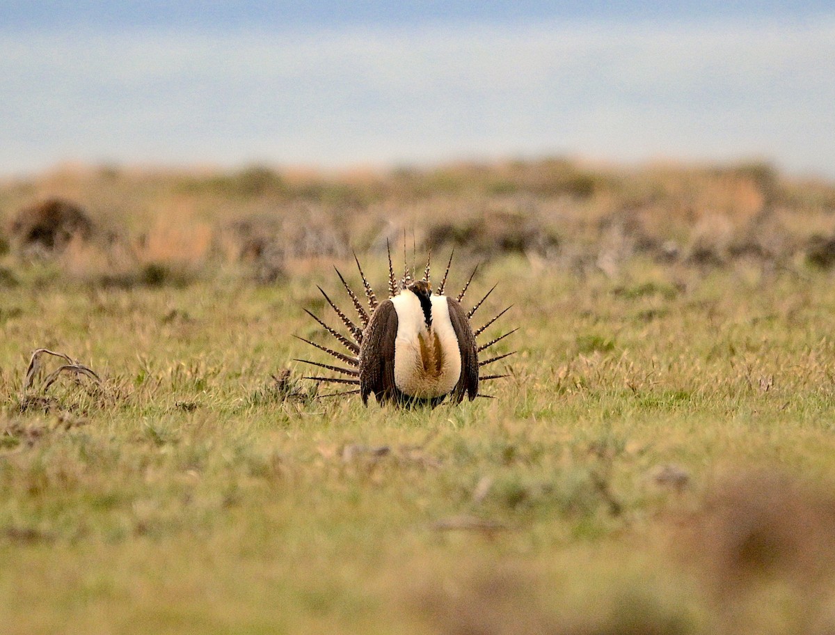 Greater Sage-Grouse - ML620015414