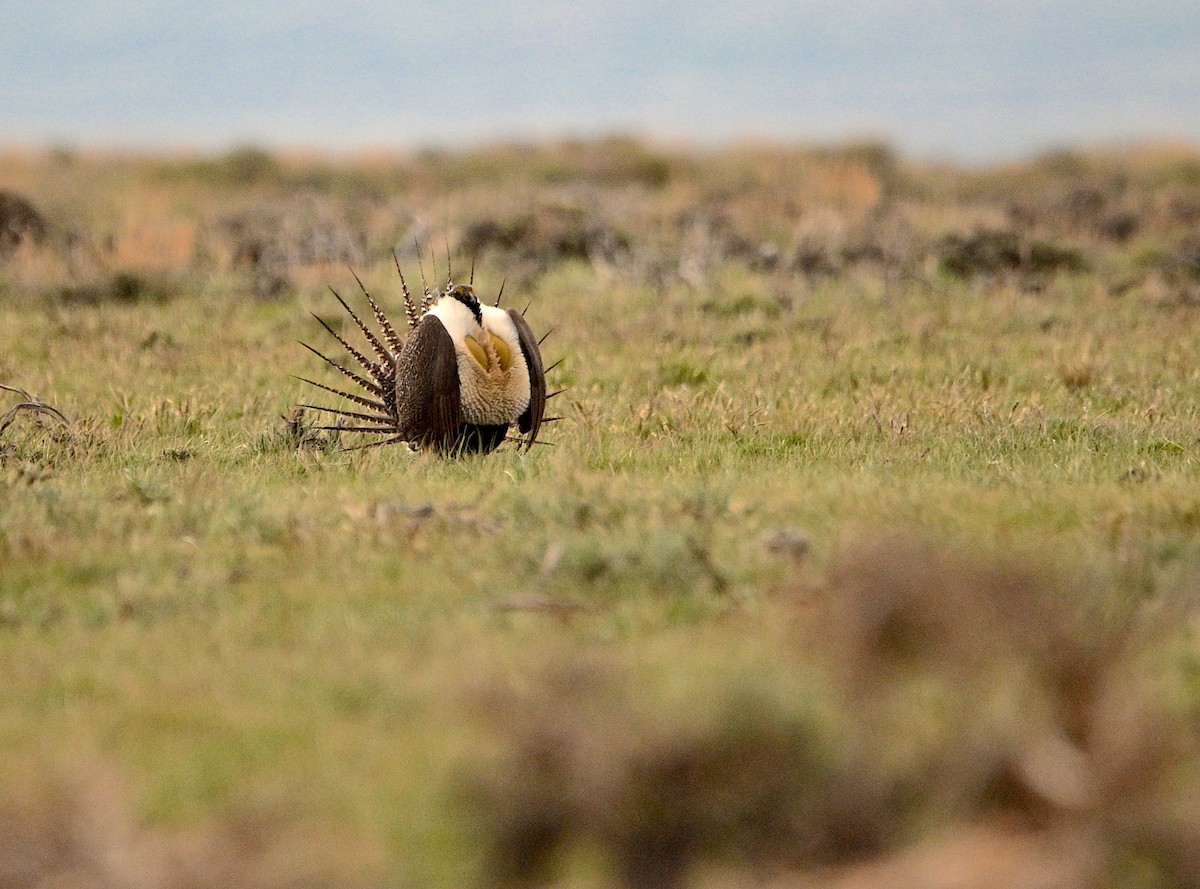 Greater Sage-Grouse - ML620015415
