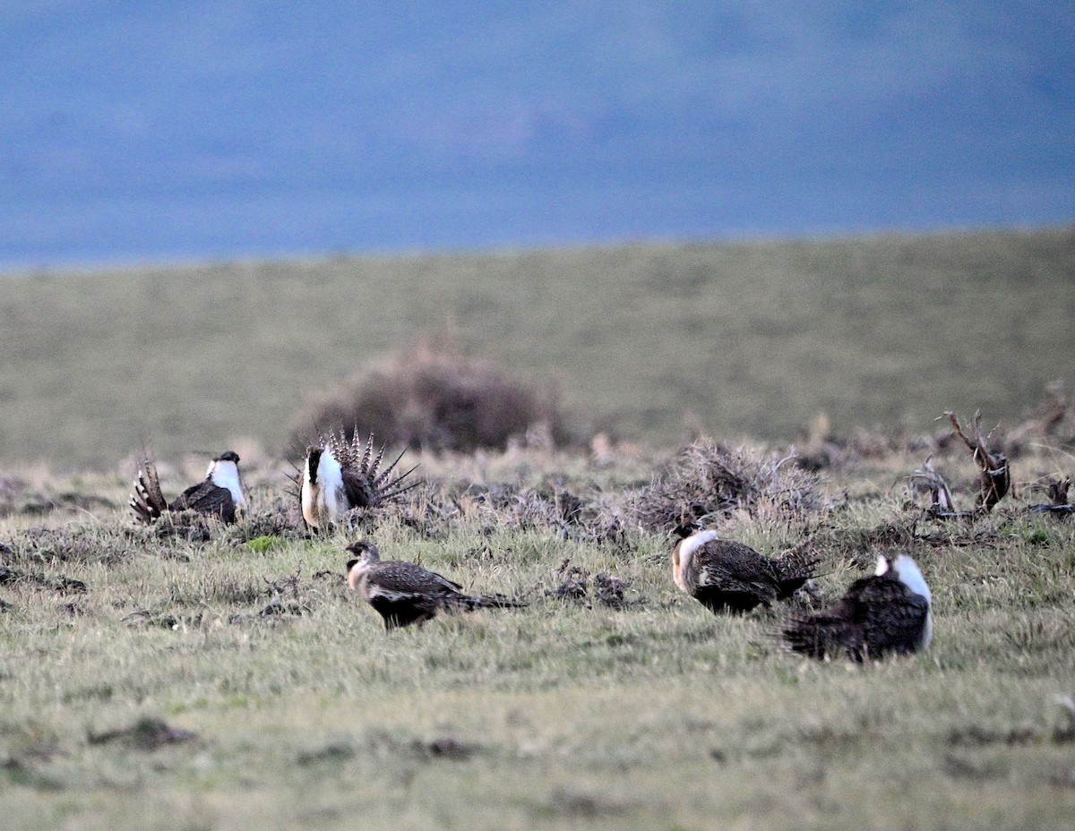 Greater Sage-Grouse - ML620015416