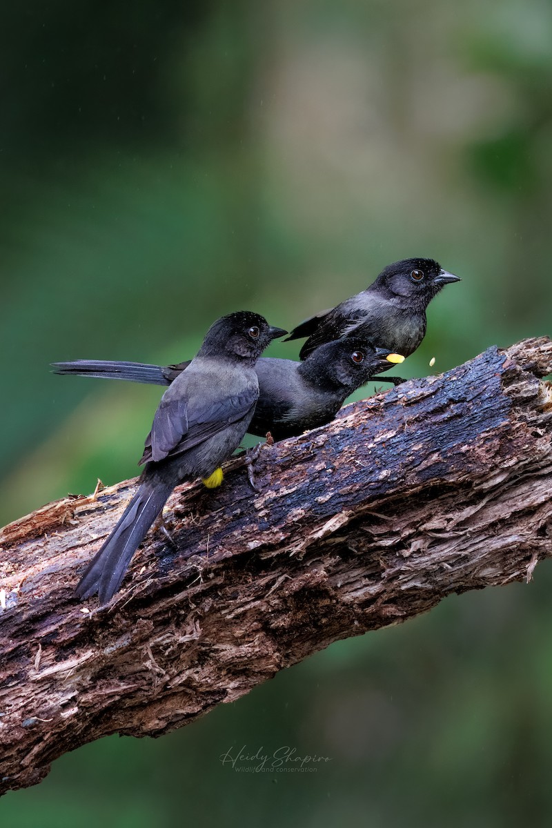 Yellow-thighed Brushfinch - ML620015417