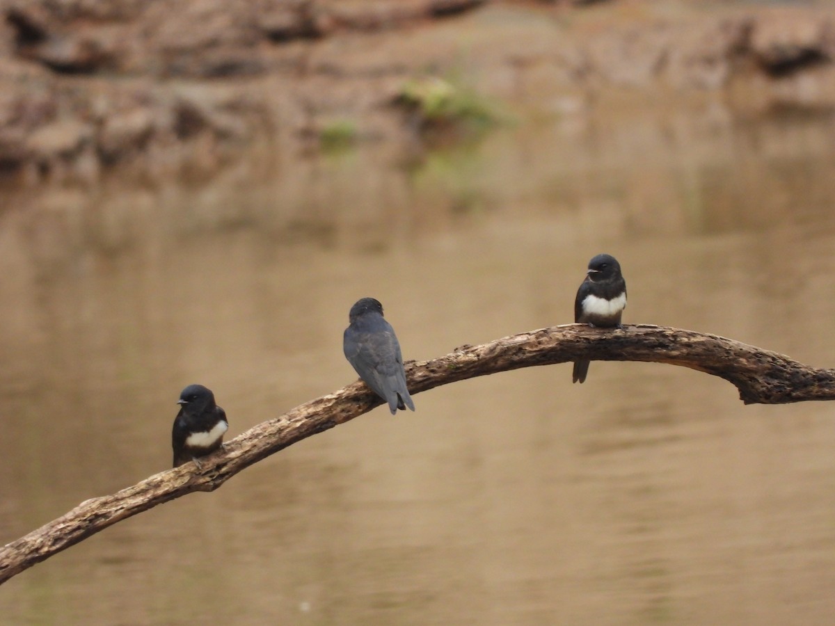 White-banded Swallow - ML620015424