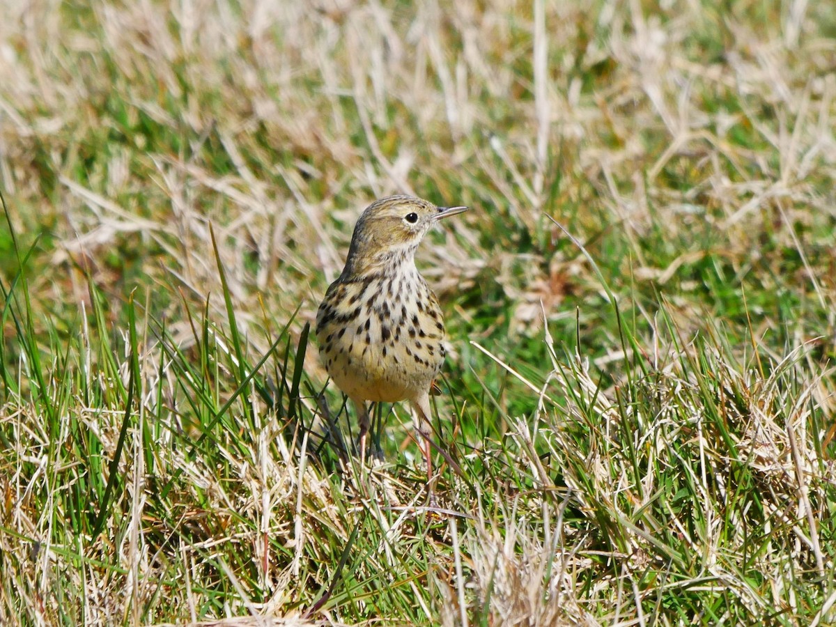 Meadow Pipit - ML620015434