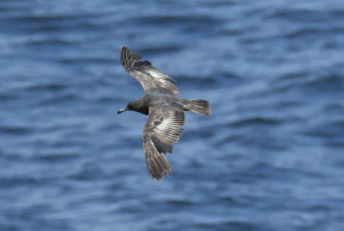 Heermann's Gull - Colin Dillingham