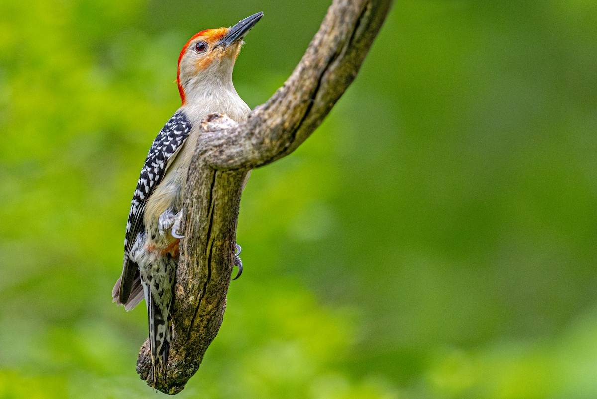 Red-bellied Woodpecker - ML620015451