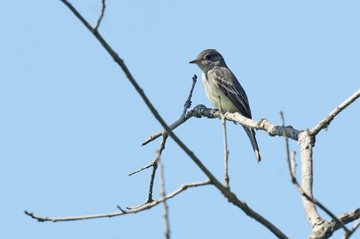 Eastern Wood-Pewee - ML620015452