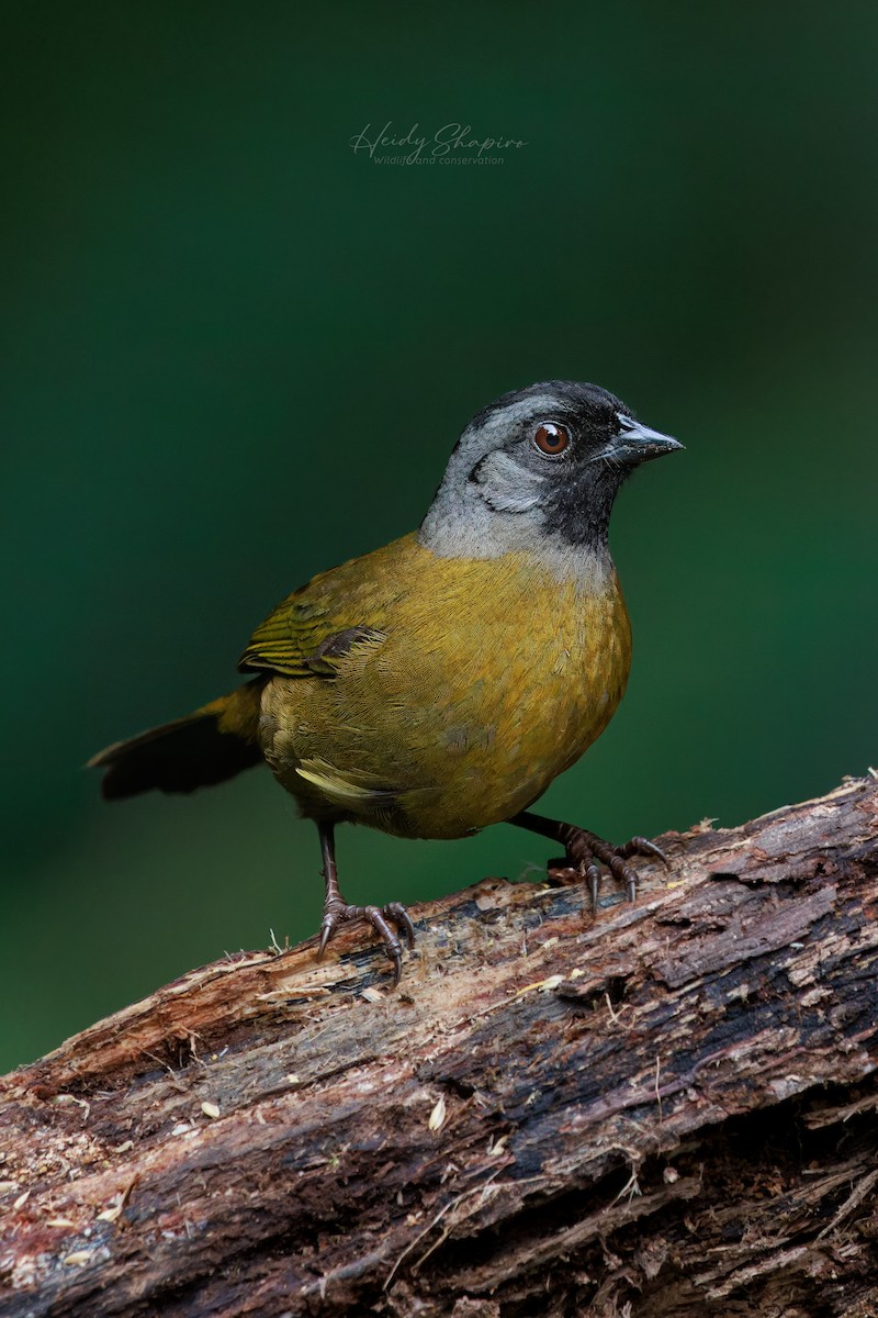 Large-footed Finch - ML620015453