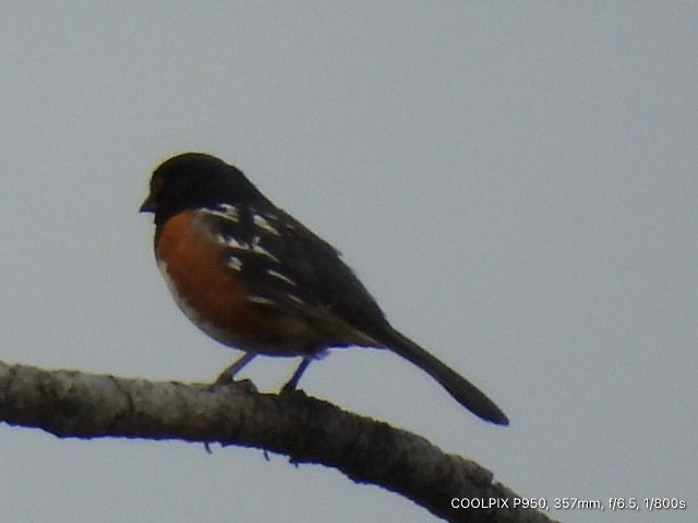 Spotted Towhee - ML620015457
