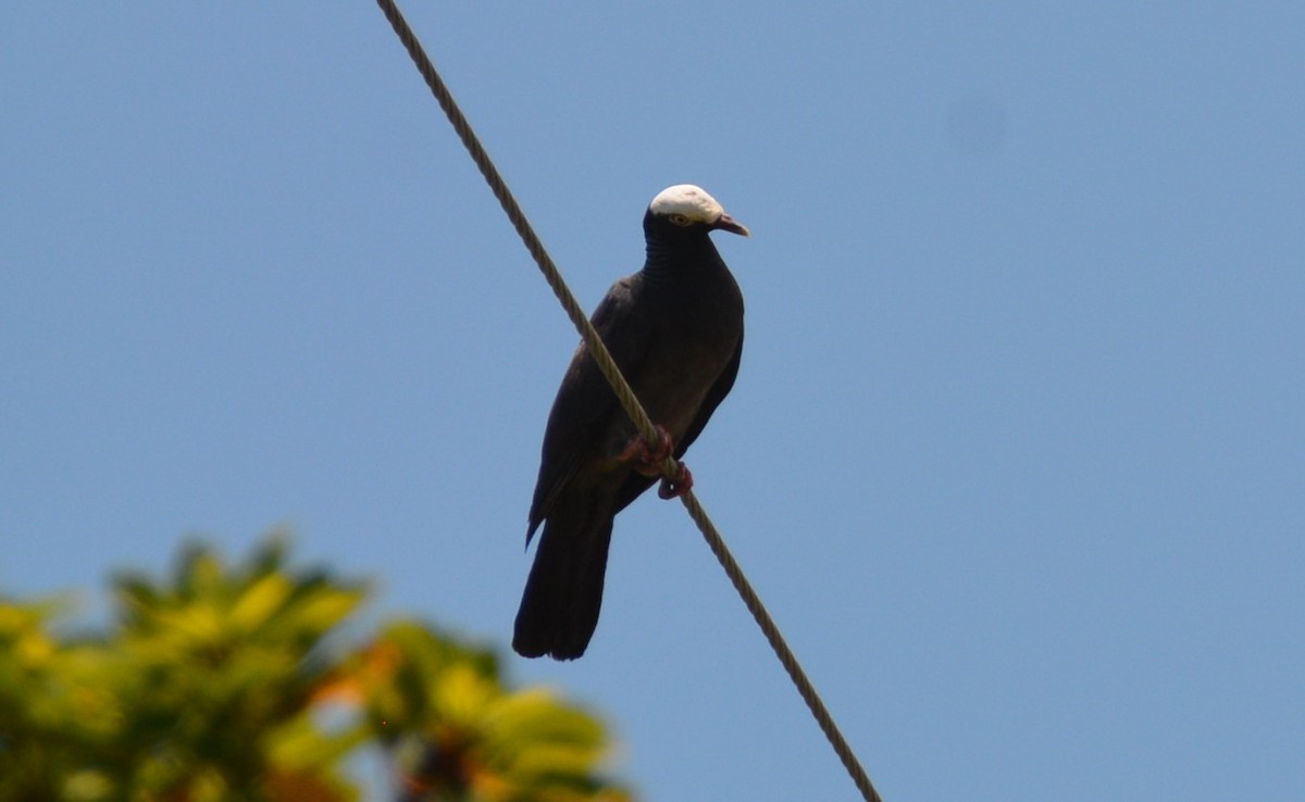 White-crowned Pigeon - ML620015458