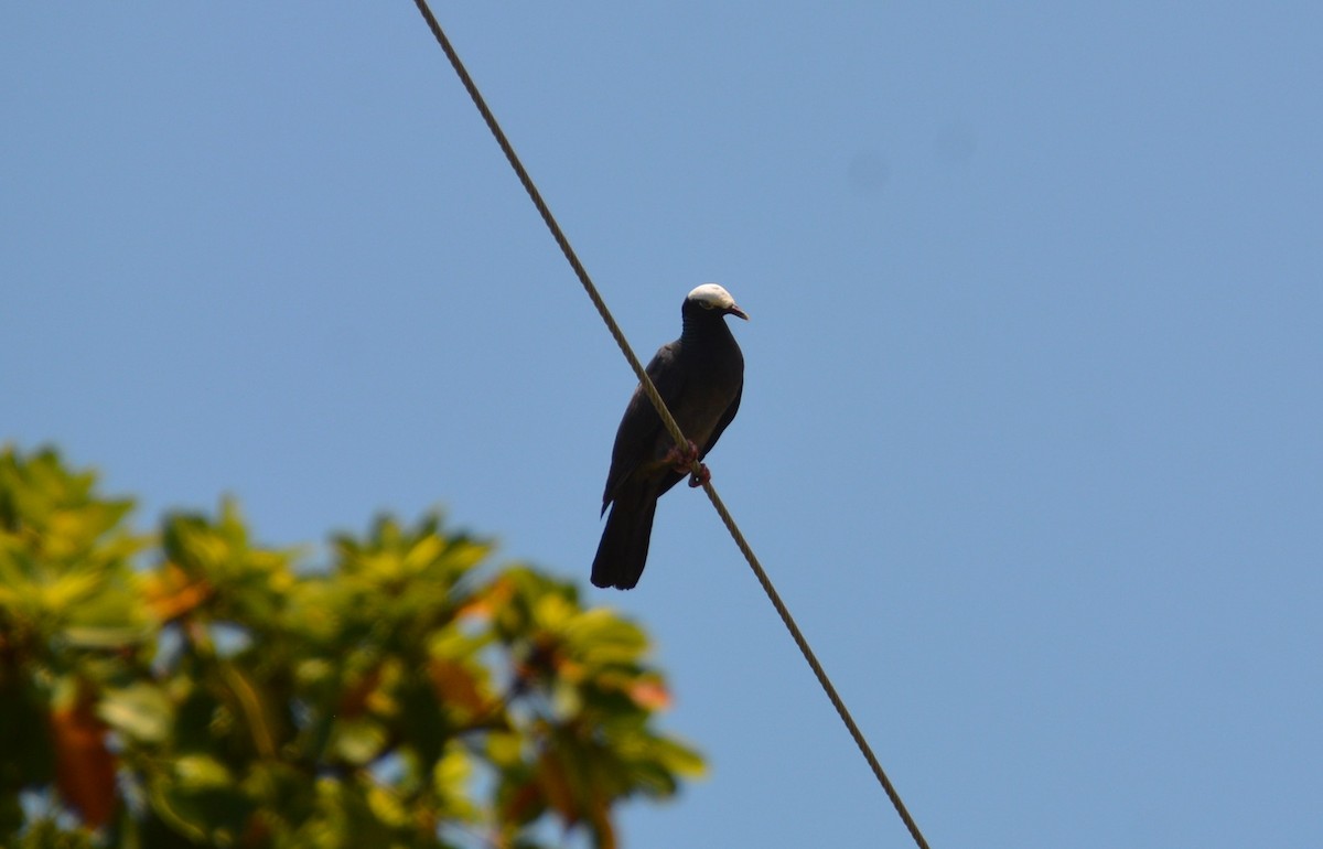 White-crowned Pigeon - ML620015461