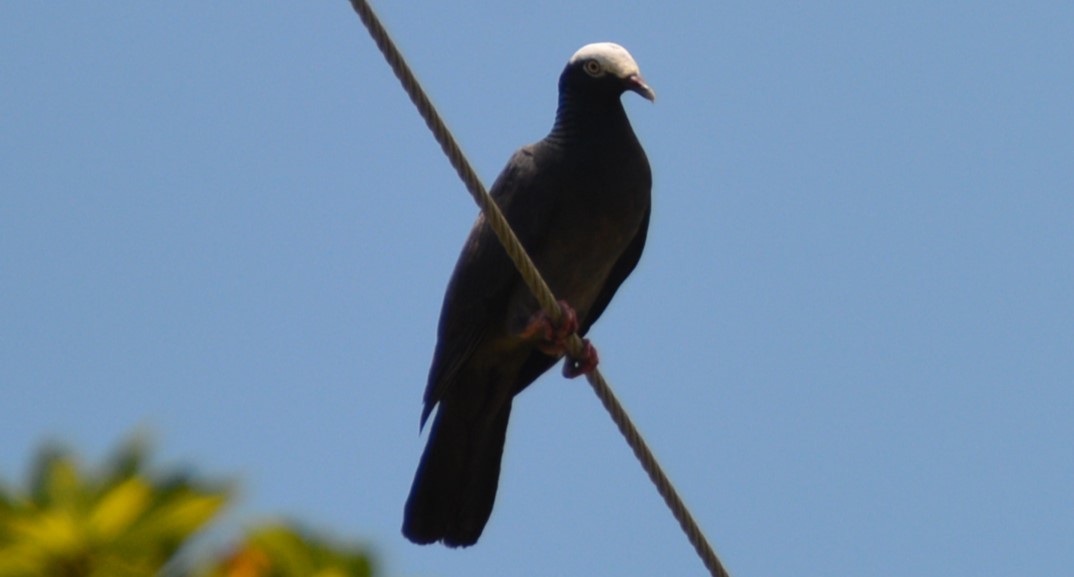 White-crowned Pigeon - ML620015465