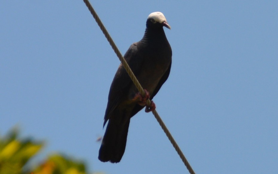White-crowned Pigeon - ML620015468