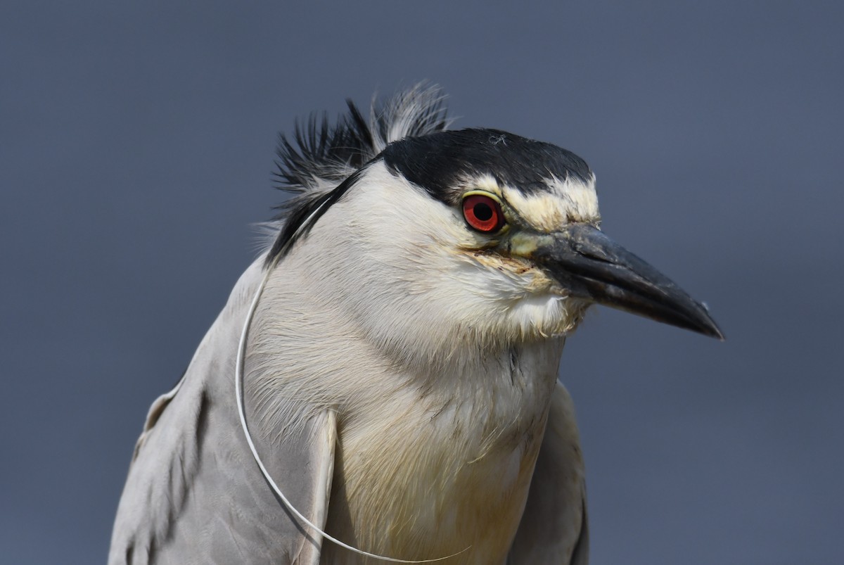 Black-crowned Night Heron - ML620015475