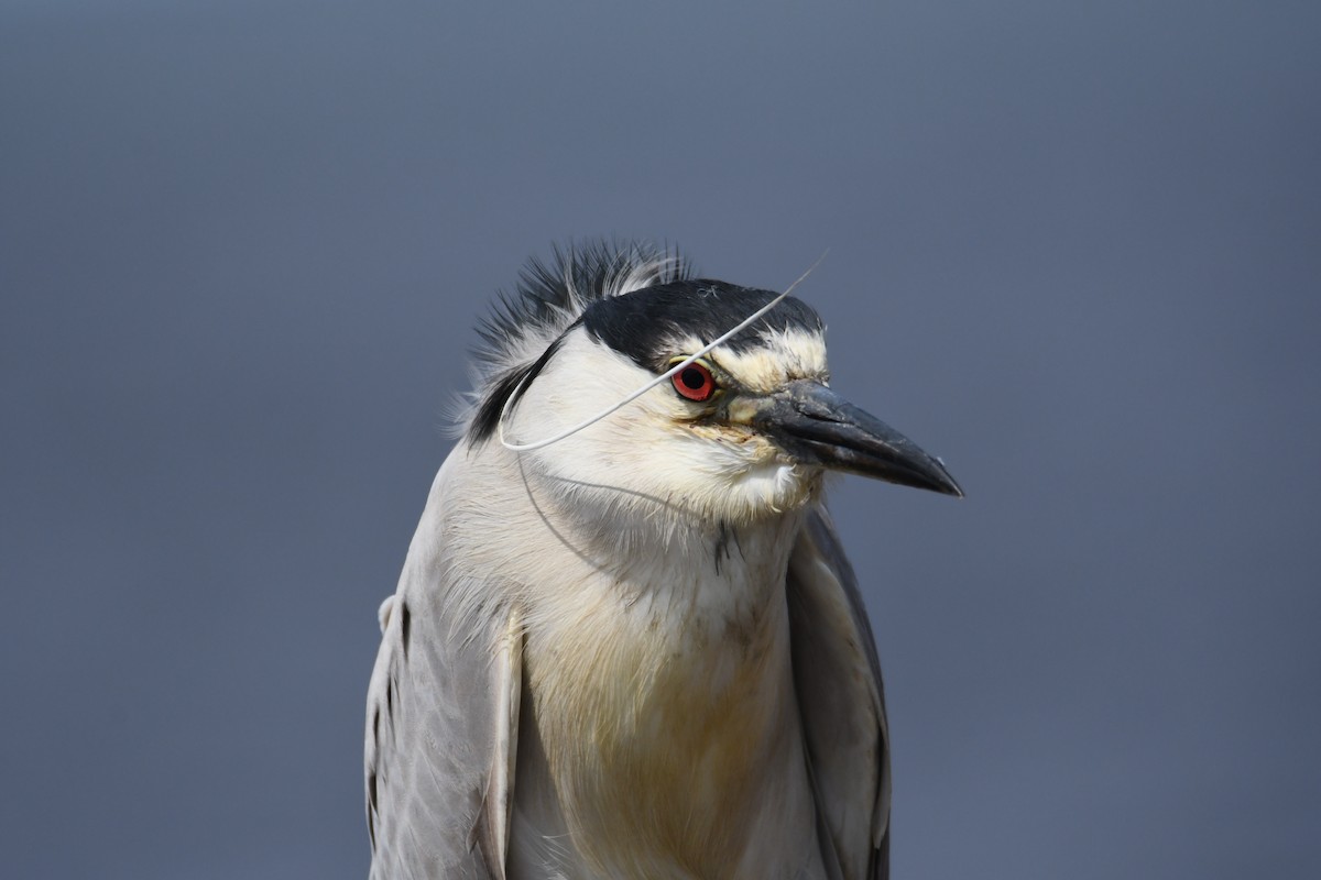 Black-crowned Night Heron - ML620015476