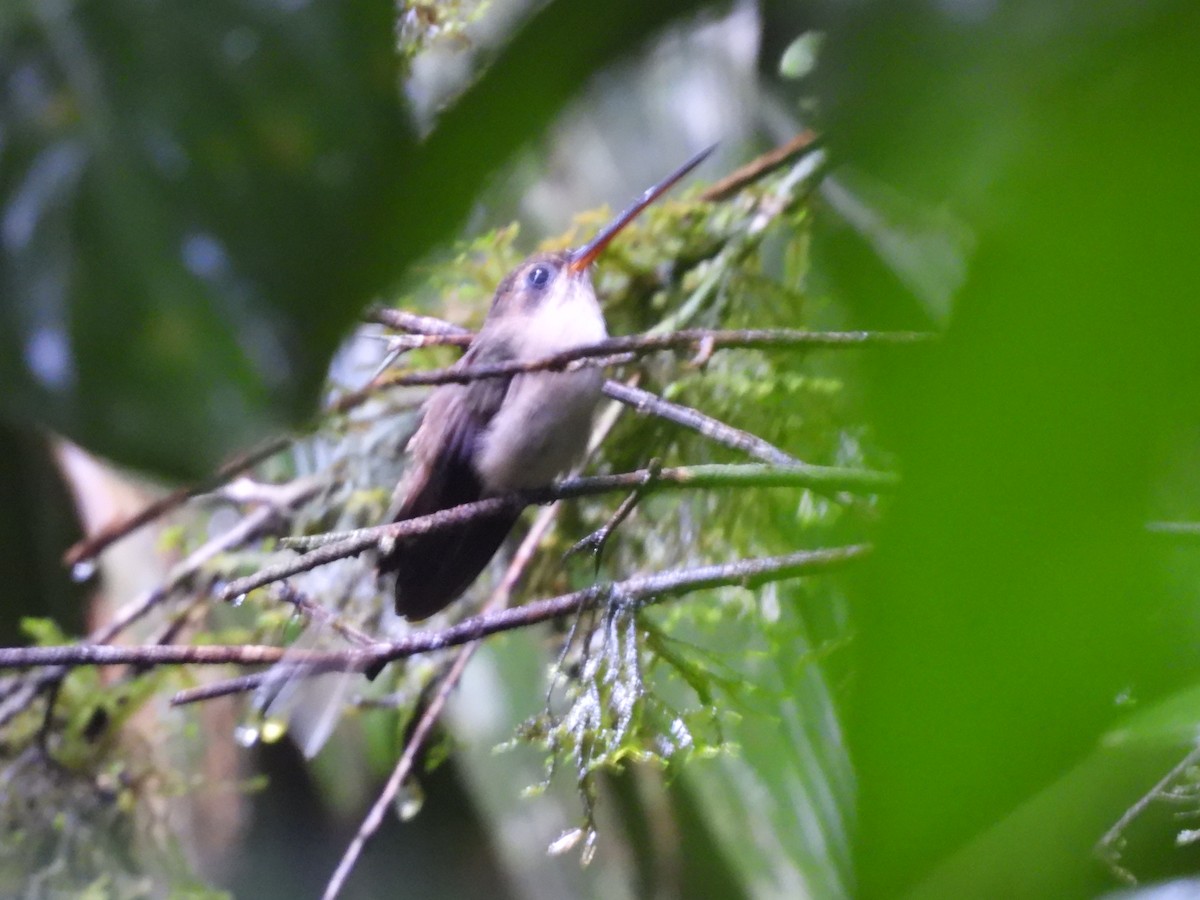 Прямоклювый колибри-отшельник (bourcieri) - ML620015484