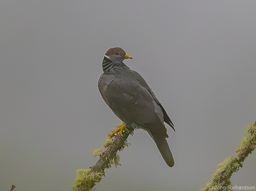 Band-tailed Pigeon - ML620015486