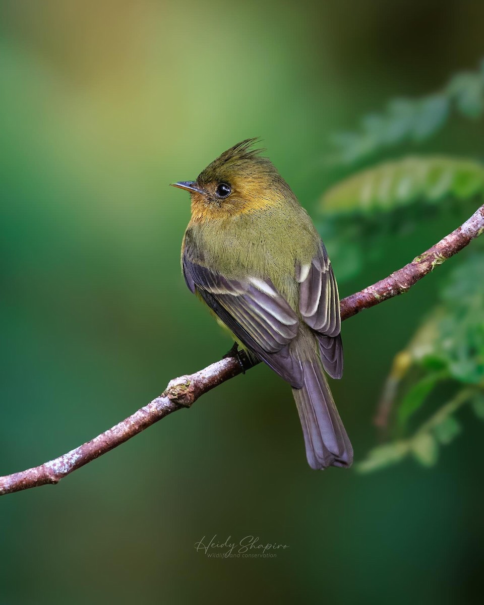 Tufted Flycatcher - ML620015496