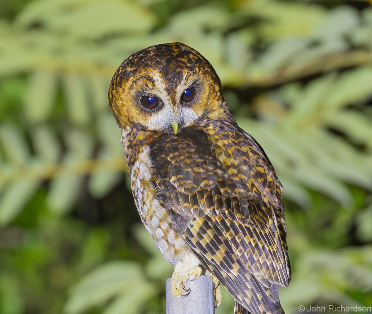 Rufous-banded Owl - ML620015503
