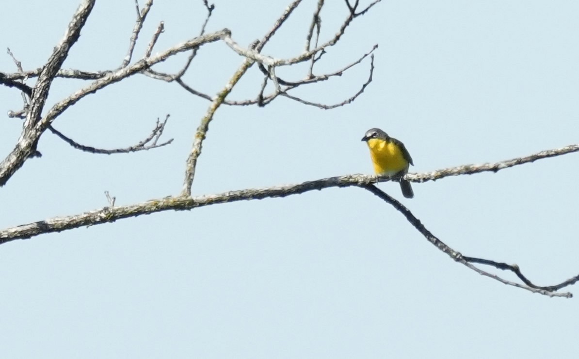 Yellow-breasted Chat - ML620015505