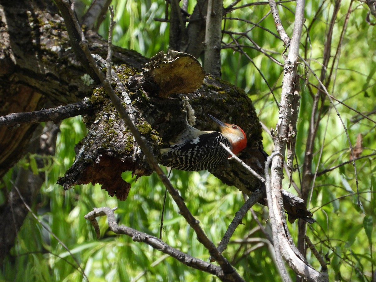 Red-bellied Woodpecker - ML620015525