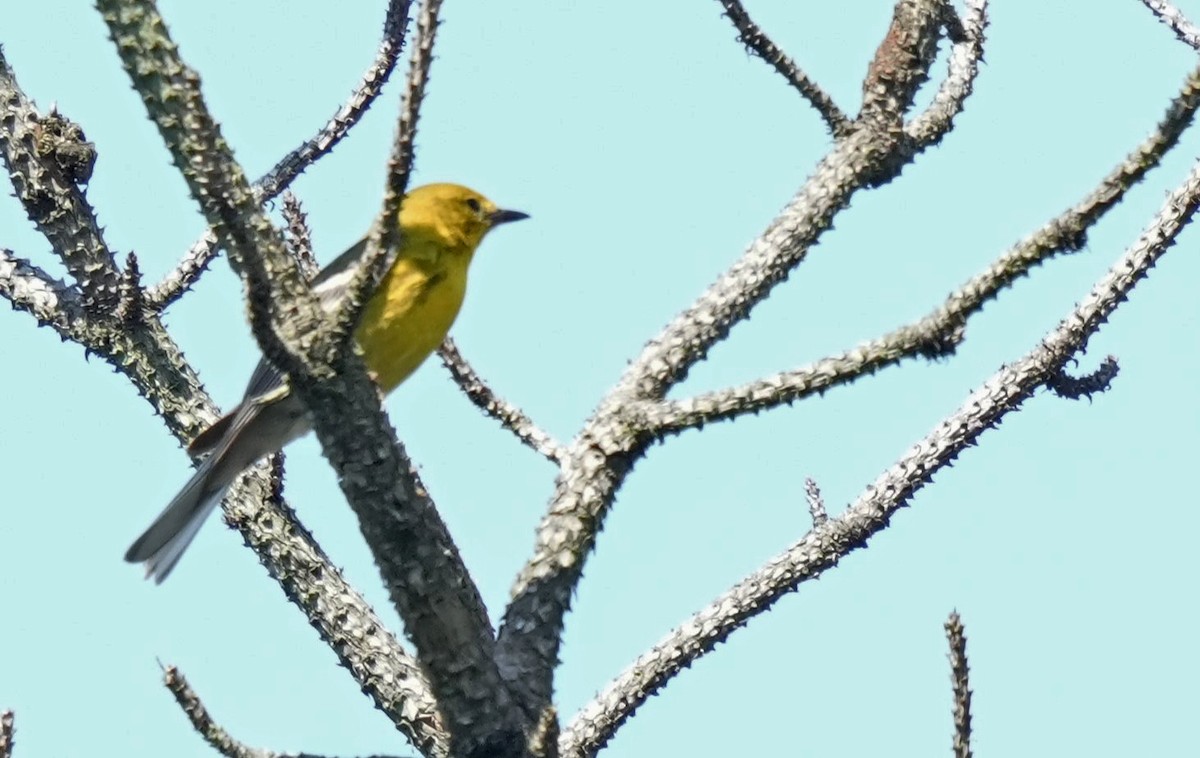 Pine Warbler - ML620015529