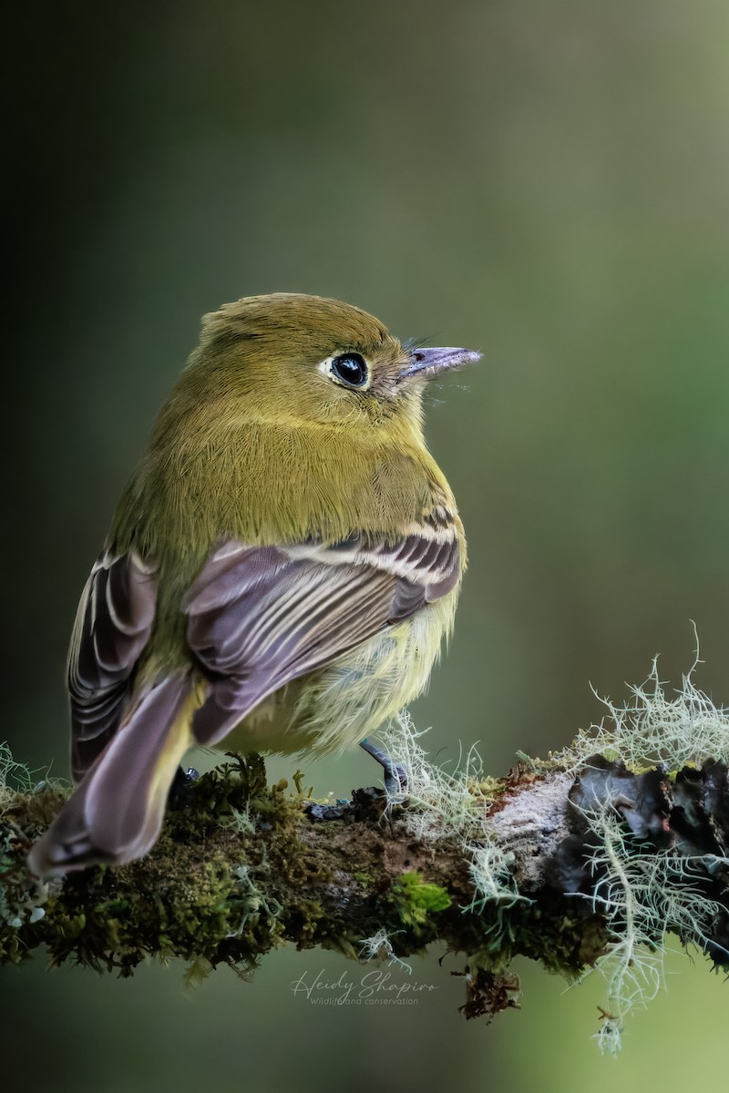 Yellowish Flycatcher - ML620015530