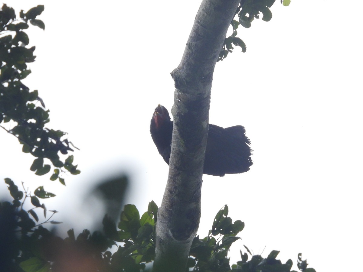 Red-throated Caracara - ML620015532