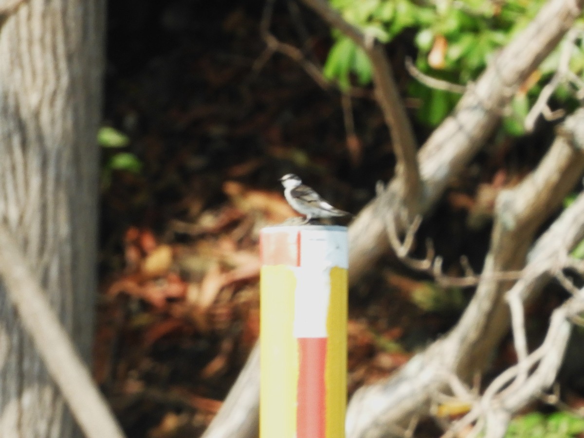 Mangrove Swallow - ML620015533