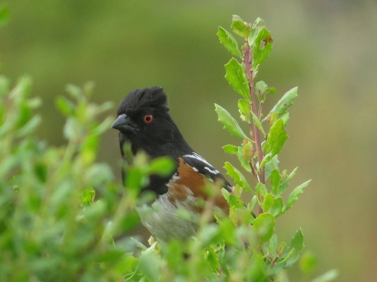Spotted Towhee - ML620015536